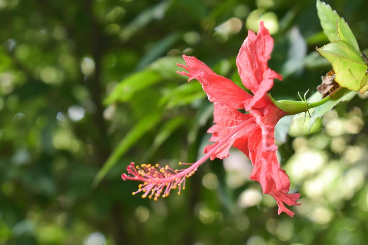 פוארטו מלדונדו Passiflora Lodge Tambopata מראה חיצוני תמונה