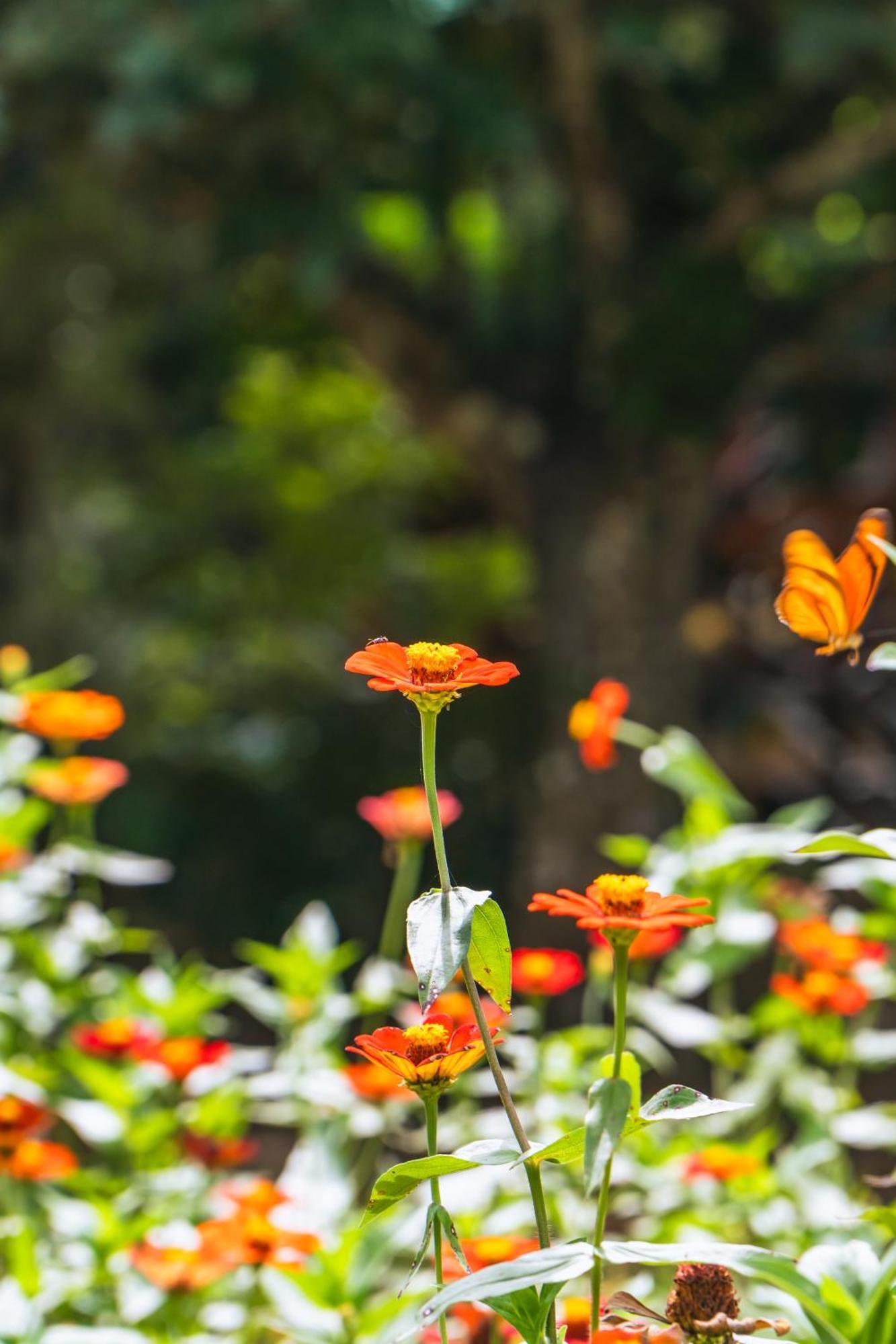 בית הארחה פוארטו מלדונדו 	Passiflora Camp חדר תמונה