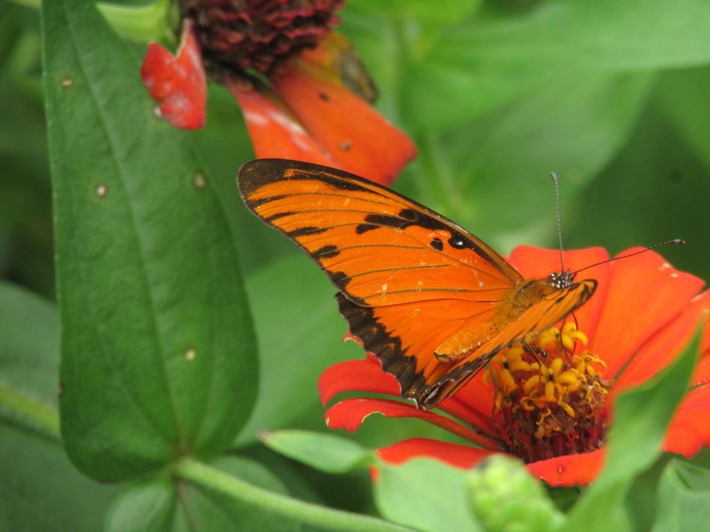 פוארטו מלדונדו Passiflora Lodge Tambopata מראה חיצוני תמונה